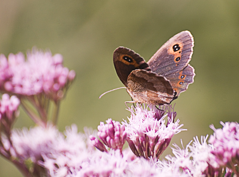 Chiedo aiuto ancora x identificazione altra erebia